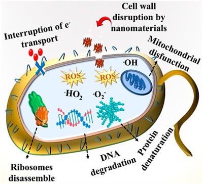 Strontium-doped chromium oxide for RhB reduction and antibacterial activity with evidence of molecular docking analysis